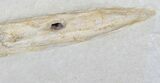 Fossil Squid (Plesiotheuthis) With Tentacles - Solnhofen #50879-2